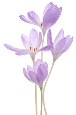 XL deursticker lila krokus 18348045_ds